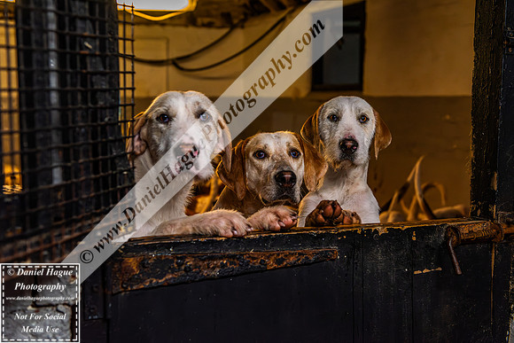 HH230124Kennels-003