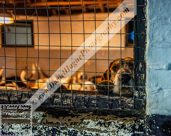 HH230124Kennels-001