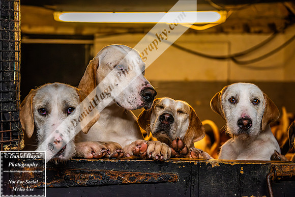 HH230124Kennels-006