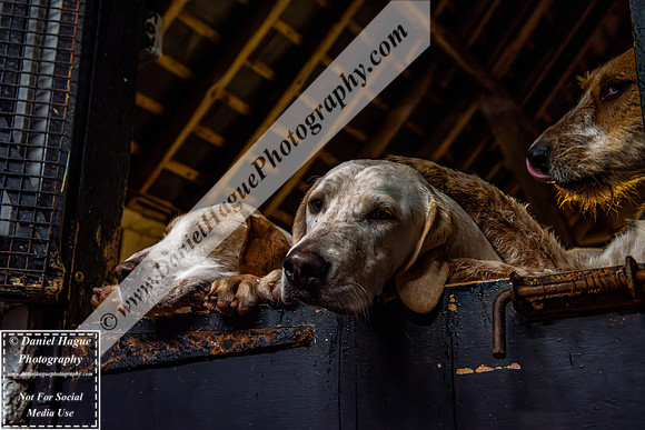 HH230124Kennels-011