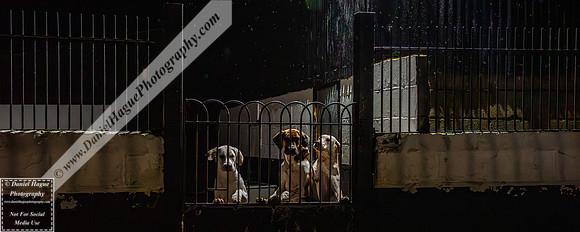 HH230124Kennels-014