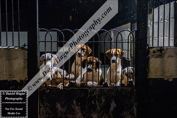 HH230124Kennels-019