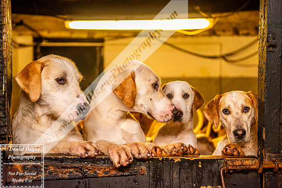 HH230124Kennels-020