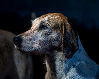 Kennels